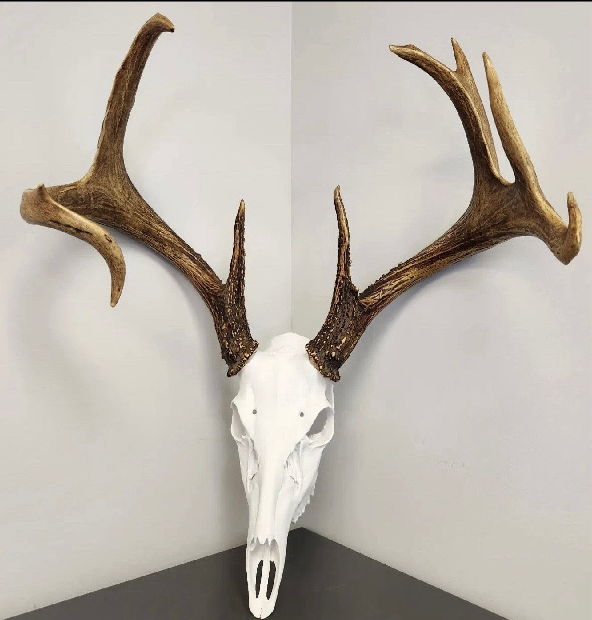 Deer skull European mounting kit for antlers/sheds