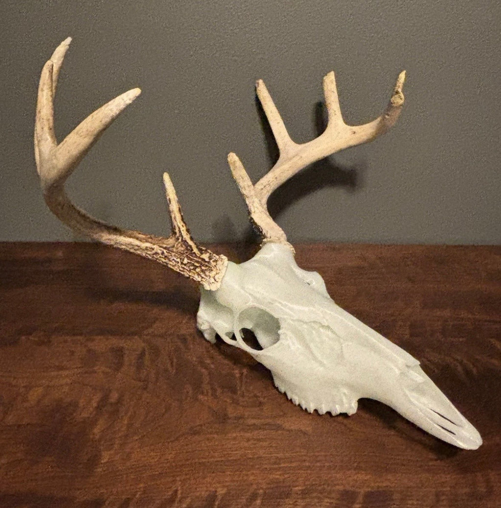 Deer skull European mounting kit for antlers/sheds