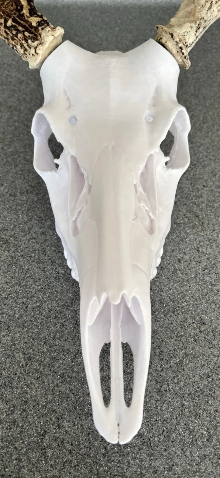 Deer skull European mounting kit for antlers/sheds