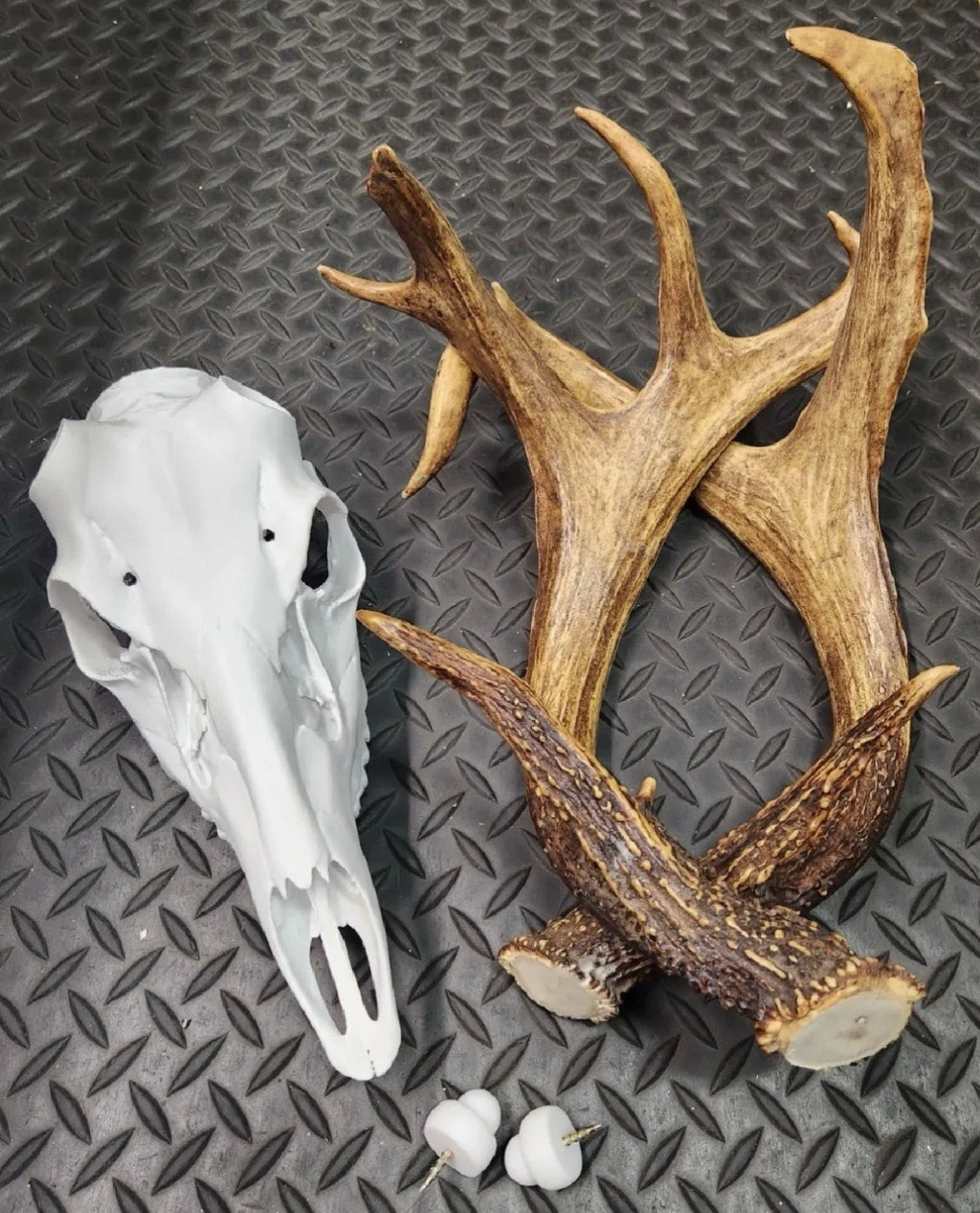 Deer skull European mounting kit for antlers/sheds