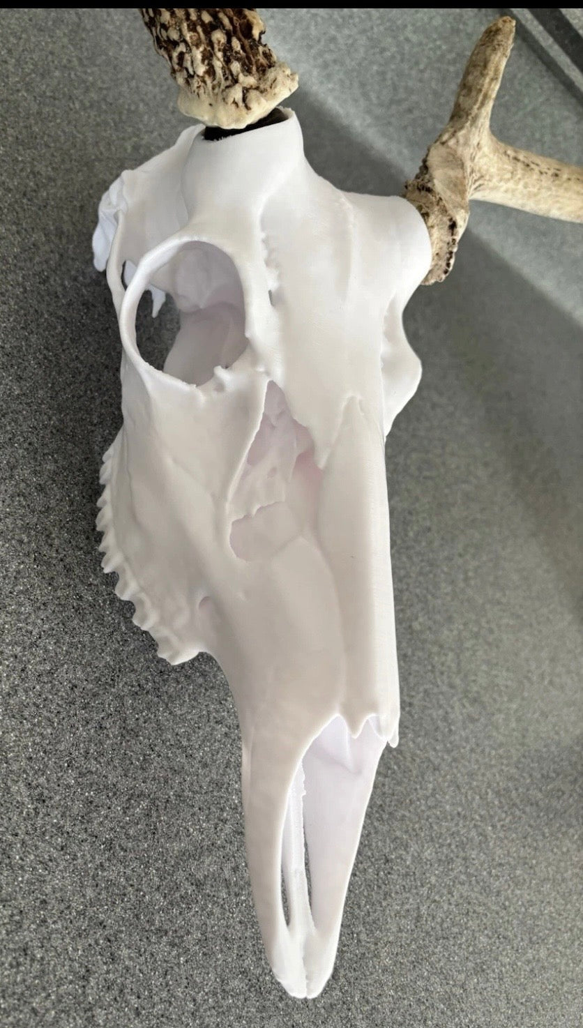 Deer skull European mounting kit for antlers/sheds