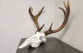 Deer skull European mounting kit for antlers/sheds