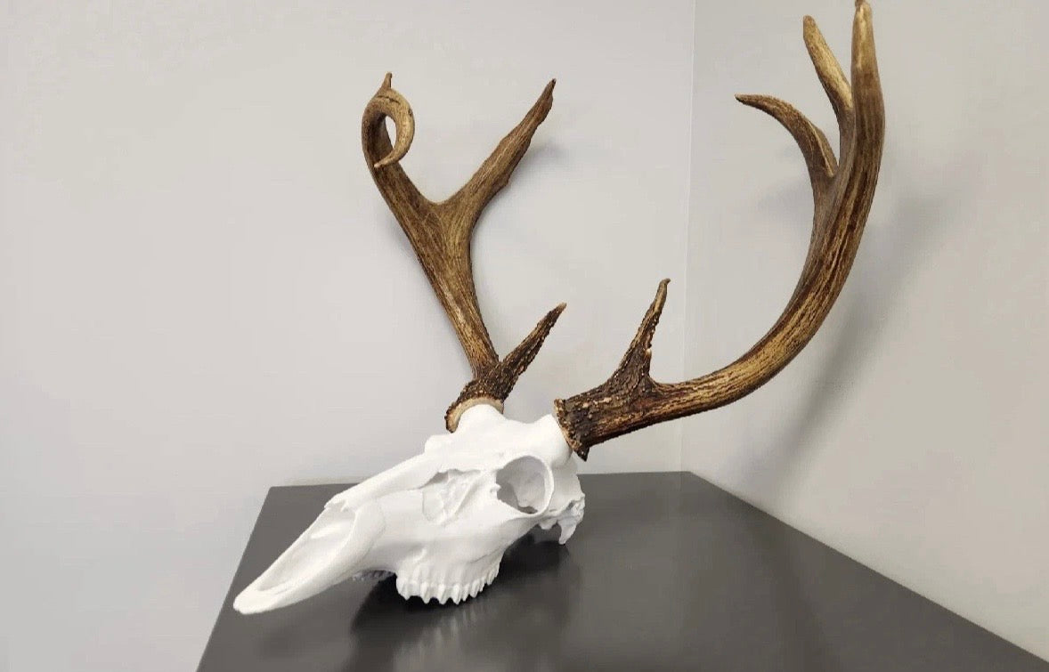 Deer skull European mounting kit for antlers/sheds
